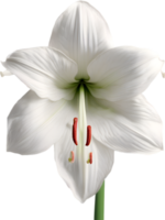 Amaryllis clipart. A cute Amaryllis flower icon. AI-Generated. png