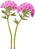 a cute colorful long-stem Desert Sand Verbena flower icon. AI-Generated. png