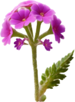 a cute colorful long-stem Desert Sand Verbena flower icon. AI-Generated. png