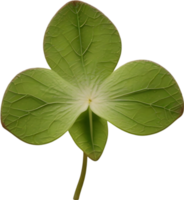 Hepatica Americana clipart. A cute Hepatica Americana flower icon. AI-Generated. png