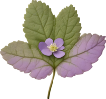 Hepatica Americana clipart. A cute Hepatica Americana flower icon. AI-Generated. png