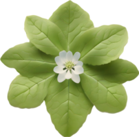 Hepatica Americana Clip Art. ein süß Hepatica Americana Blume Symbol. KI-generiert. png