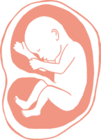 Stages of pregnancy growth, pregnancy calendar, fetal development foetus cycle from 1 to 9 month png