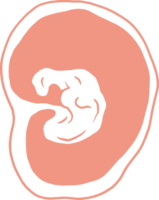 stadia van zwangerschap groei, zwangerschap kalender, foetaal ontwikkeling foetus fiets van 1 naar 9 maand png