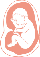 Stages of pregnancy growth, pregnancy calendar, fetal development foetus cycle from 1 to 9 month png