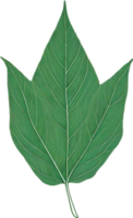 botánico minimalista hoja, hoja clipart. png