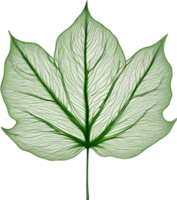 botanique minimaliste feuille, feuille clipart. png