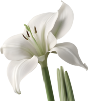 Amaryllis clipart. A cute Amaryllis flower icon. AI-Generated. png