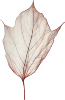 Botanical minimalist leaf, Leaf Clipart. png