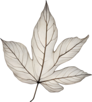 Botanical minimalist leaf, Leaf Clipart. png