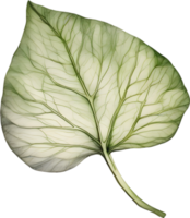 botánico minimalista hoja, hoja clipart. png