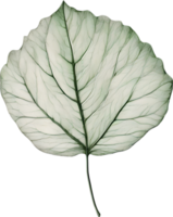 botanique minimaliste feuille, feuille clipart. png