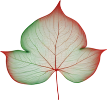 botanique minimaliste feuille, feuille clipart. png