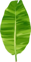 botánico minimalista hoja, hoja clipart. png