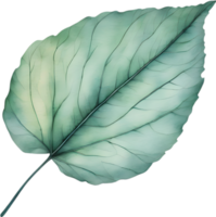 botanico minimalista foglia, foglia clipart. png