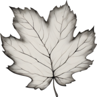 Botanical minimalist leaf, Leaf Clipart. png