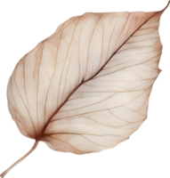 Botanical minimalist leaf, Leaf Clipart. png