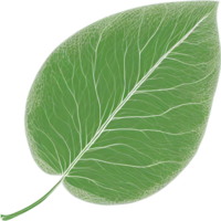 botanico minimalista foglia, foglia clipart. png