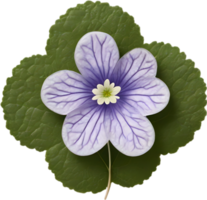 Hepatica Americana clipart. A cute Hepatica Americana flower icon. AI-Generated. png