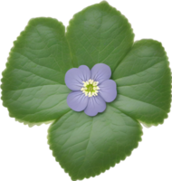 Hepatica Americana Clip Art. ein süß Hepatica Americana Blume Symbol. KI-generiert. png