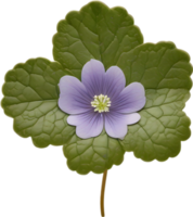 Hepatica Americana clipart. A cute Hepatica Americana flower icon. AI-Generated. png