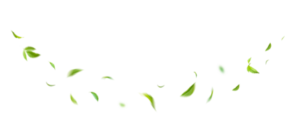 feuilles flottantes vertes feuilles volantes feuille verte dansant, purificateur d'air atmosphère simple image principale png