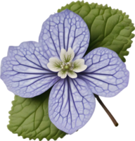 Hepatica Americana clipart. A cute Hepatica Americana flower icon. AI-Generated. png