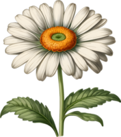 vibrante flores son prestados en el estilo de un Clásico botánico ilustración. ai-generado. png