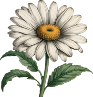 vibrante flores son prestados en el estilo de un Clásico botánico ilustración. ai-generado. png