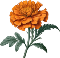 Vibrant flowers are rendered in the style of a vintage botanical illustration. AI-Generated. png