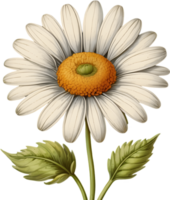 beschwingt Blumen sind gerendert im das Stil von ein Jahrgang botanisch Illustration. KI-generiert. png