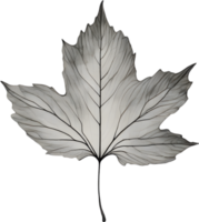 Botanical minimalist leaf, Leaf Clipart. png