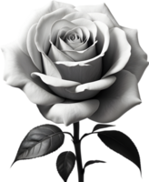 Black and white rose in full bloom. AI-Generated. png