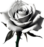 Black and white rose in full bloom. AI-Generated. png