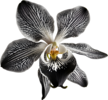 A black and white orchid bud. AI-Generated. png