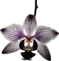 A black and white orchid bud. AI-Generated. png