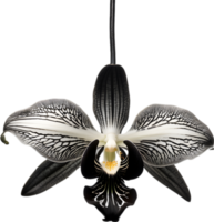 A black and white orchid bud. AI-Generated. png