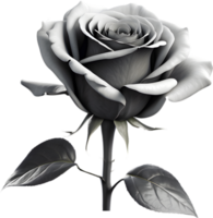 Black and white rose in full bloom. AI-Generated. png