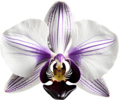 A black and white orchid bud. AI-Generated. png