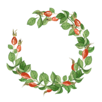 Watercolor illustration. A wreath of green rosehip leaves and red rosehips, all elements painted in watercolor. Suitable for printing on fabric and paper, textiles, design png