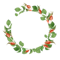 Watercolor illustration. A wreath of green rosehip leaves and red rosehips, all elements painted in watercolor. Suitable for printing on fabric and paper, textiles, design png