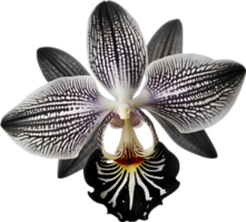 A black and white orchid bud. AI-Generated. png