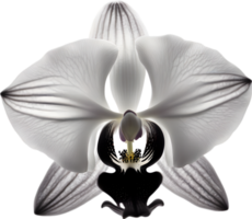 A black and white orchid bud. AI-Generated. png