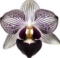 une noir et blanc orchidée bourgeon. ai-généré. png