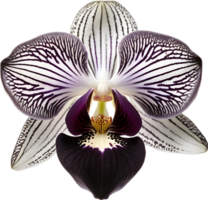 A black and white orchid bud. AI-Generated. png