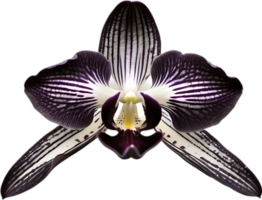 A black and white orchid bud. AI-Generated. png