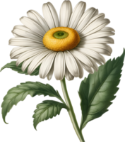 vivace fiori siamo reso nel il stile di un' Vintage ▾ botanico illustrazione. ai-generato. png