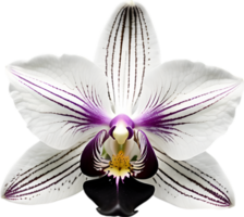 uma Preto e branco orquídea amigo gerado por ai. png