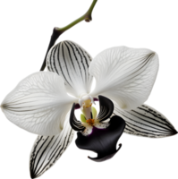 A black and white orchid bud. AI-Generated. png