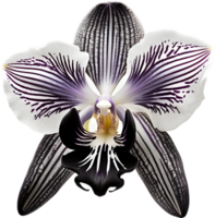 A black and white orchid bud. AI-Generated. png